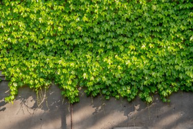 Lianalı bir duvarın soyut bileşimi. Eski bir taş duvarda yeşil yapraklar. Doku