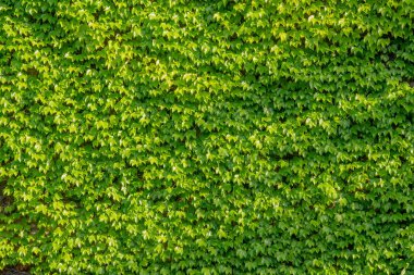 Lianalı bir duvarın soyut bileşimi. Eski bir taş duvarda yeşil yapraklar. Doku