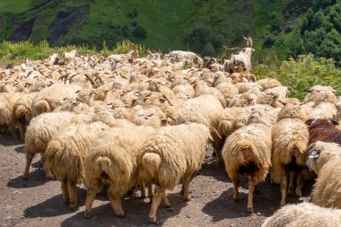 Khevsureti alp bölgesinde bir koyun sürüsü. Koyun çiftliği. Hayvanlar