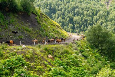 Khevsureti 'de bir dağ yolunda inekler. Georgia