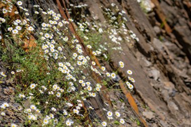 Bir kayanın üzerinde büyüyen vahşi beyaz papatyalar. Flora.