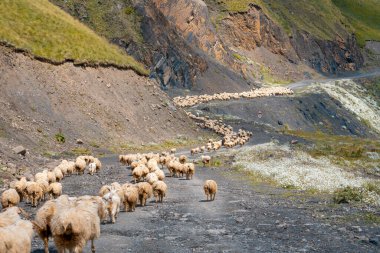 Khevsureti alp bölgesinde bir koyun sürüsü. Koyun çiftliği. Hayvanlar
