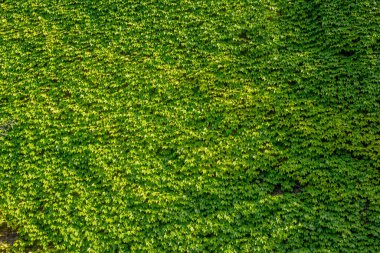 Lianalı bir duvarın soyut bileşimi. Eski bir taş duvarda yeşil yapraklar. Doku