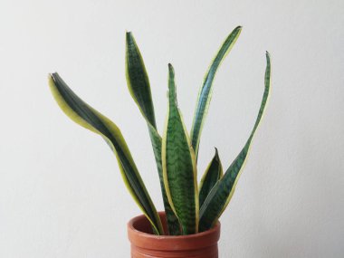 Evde Saksıda Yılan Bitkisi
