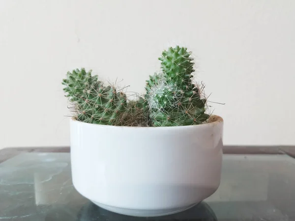 Planta Cactus Copa Casa —  Fotos de Stock