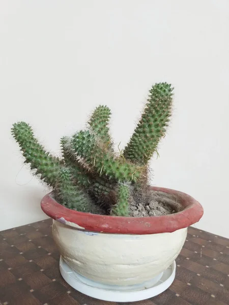 Kaktus Växt Grytan Hemma — Stockfoto