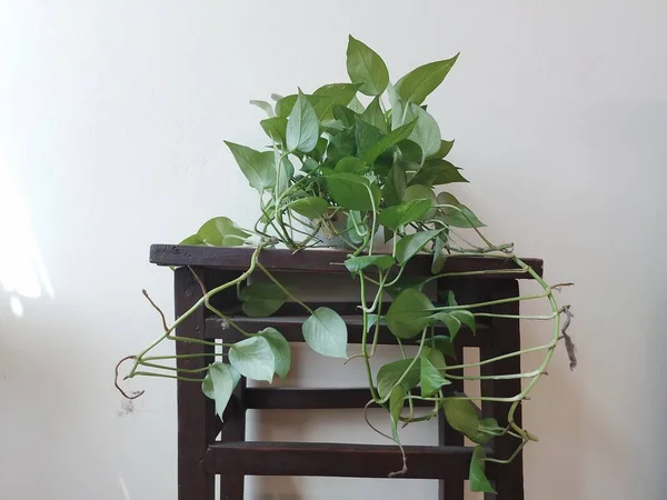 Geld Plant Een Pot Aan Huis Tafel — Stockfoto