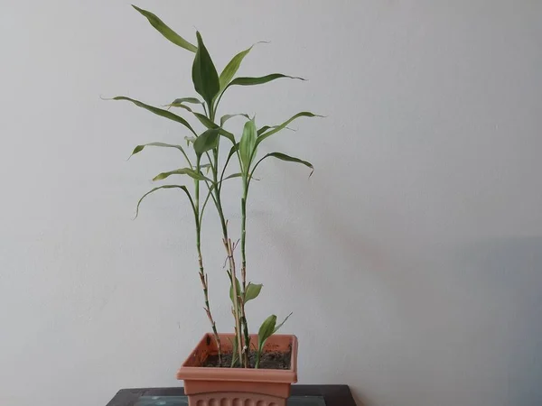 Lyckliga Bambu Växt Pott Hemma — Stockfoto