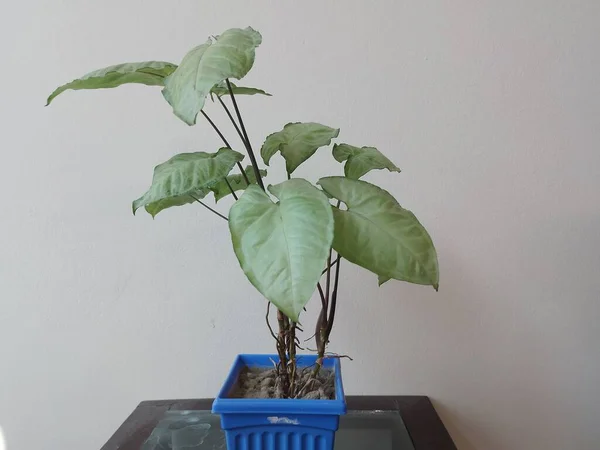 Syngonium Planta Varigada Uma Panela Casa — Fotografia de Stock