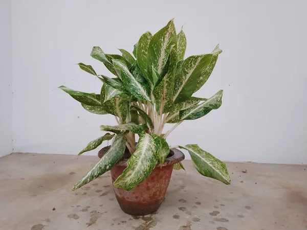 Aglaonema Chinese Evergreen Indoor Plant Een Pot — Stockfoto