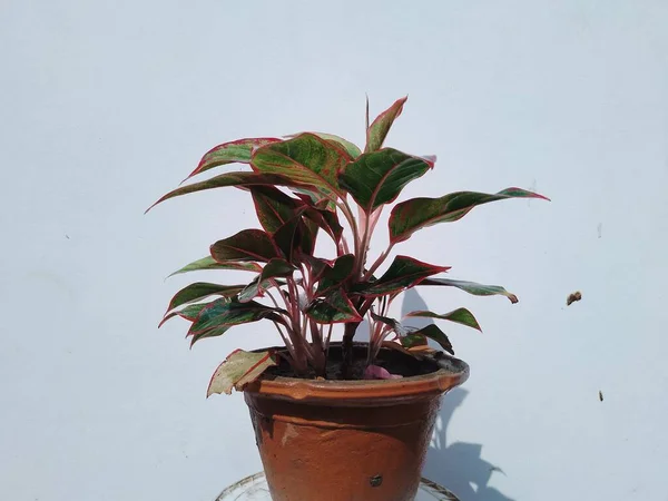 Aglaonema Modestum Plante Intérieur Avec Des Feuilles Roses Dans Pot — Photo