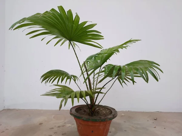 鍋に中国のファンヤシ室内植物 — ストック写真
