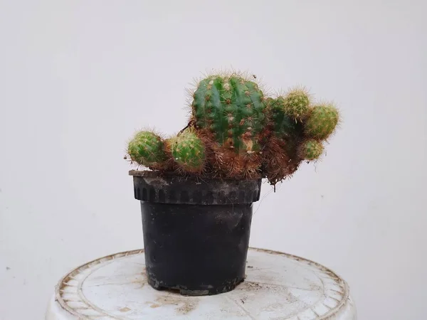 Citroen Bal Cactus Plant Ina Pot Bij Home Garden — Stockfoto