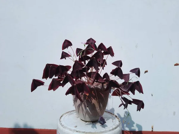 Oxalis Triangularis Flor Planta Vaso Home Garden — Fotografia de Stock