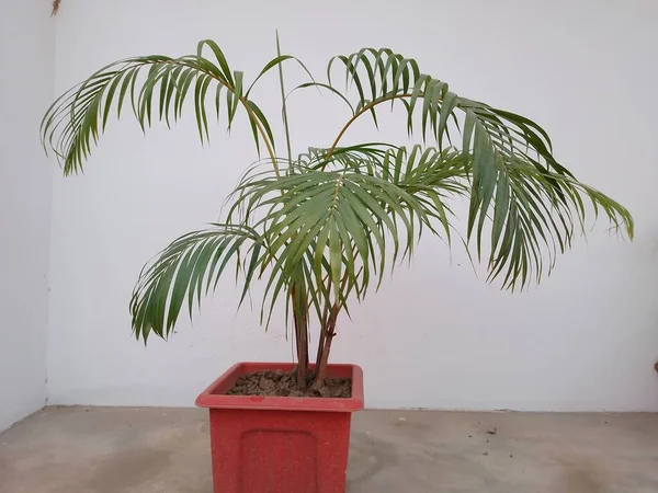 Palmeira Planta Interior Uma Panela Casa Jardim — Fotografia de Stock