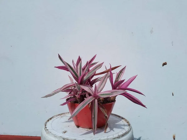 Rhoeo Discolor Tricolor Tradescantia Spathacea Plant Pot Home Garden — стокове фото