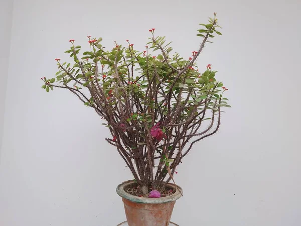 Plante Épineuse Avec Des Fleurs Rouges Dans Pot — Photo
