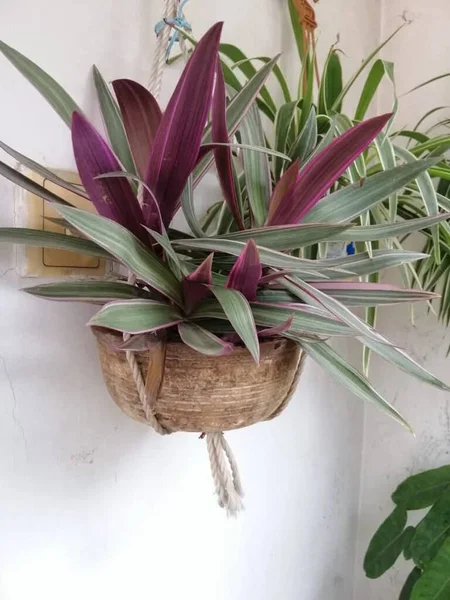 Mooie Hangende Plant Thuis Tuin — Stockfoto