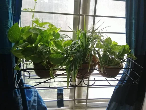 Schöne Fenster Garten Pflanze — Stockfoto