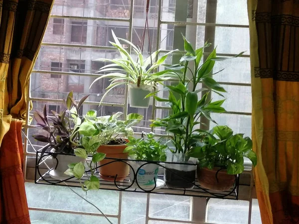 素敵な窓の家庭の植物 — ストック写真