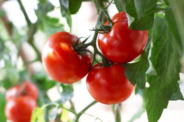 fresh red tomatoe group hanging on green branch in garden
