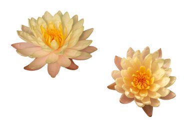 Beyaz arkaplanda tamamen çiçek açmış iki nilüfer başlığı koleksiyonu