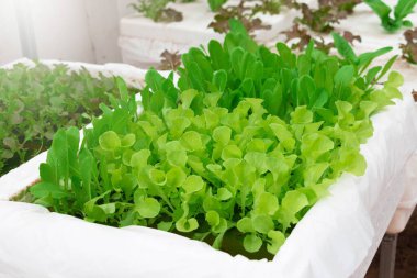 Seranın içindeki hidroponik sistemde taze sebze yetişiyor.