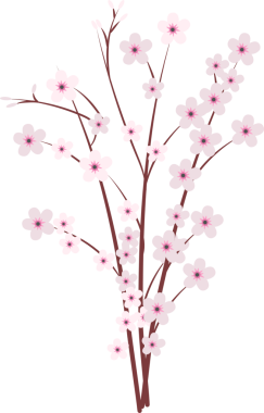 Sakura japon kiraz dalıyla çiçek açan