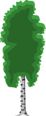 Gövdesi olan huş ağacı