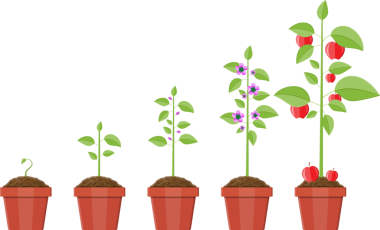 Bitki, meyve için Filiz büyüme