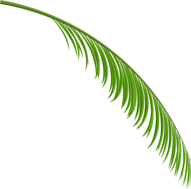 Tropik yeşil yapraklar, hindistan cevizi palmiyesi veya muz ağacı