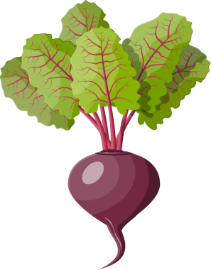 Üst yapraklı pancar kökü.