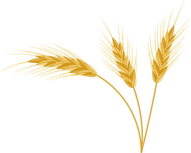 Tam saplı, buğday kulaklı, tohumlu dikenli..