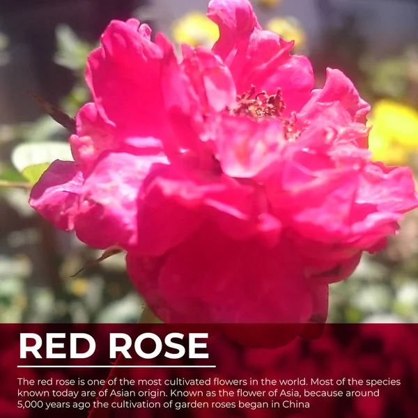 illustration of a brief description of a red rose