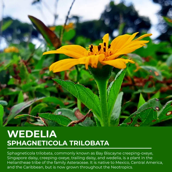 illustration of a brief description of the wedelia flower