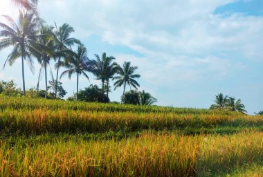Photo of green mountains and rice fields with clear cloudy sky decoration