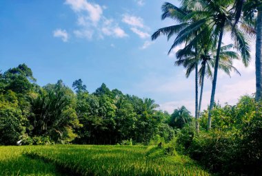 photo of views of mountains and green rice fields with clear blue skies