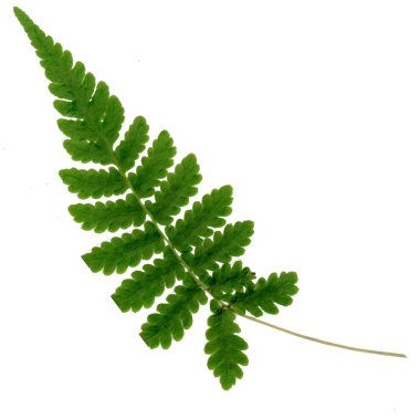 green Polypodiophyta leaves are on a white background.