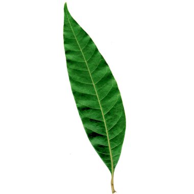 Green mango leaves with brown sprigs are on a white background