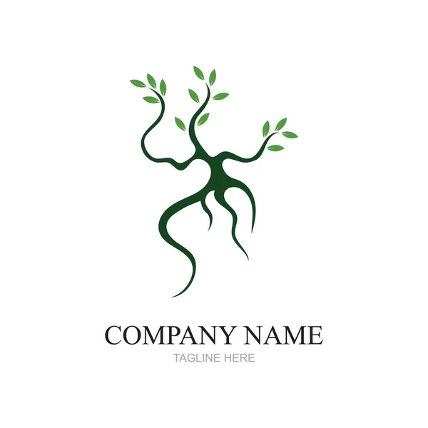 Mangrove Δέντρα Και Mangrove Δάσος Οικολογία Λογότυπο Διάνυσμα Σχεδιασμού — Διανυσματικό Αρχείο