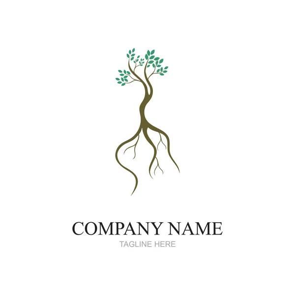 Mangrove Δέντρα Και Mangrove Δάσος Οικολογία Λογότυπο Διάνυσμα Σχεδιασμού — Διανυσματικό Αρχείο