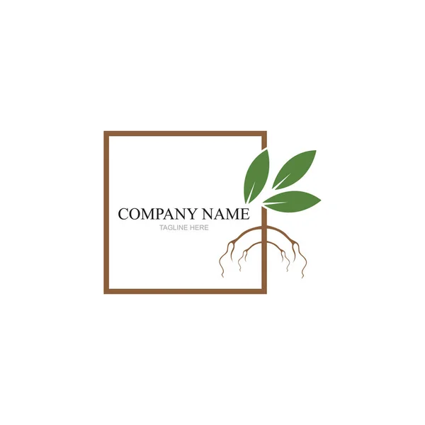 Mangrovenbäume Und Mangroven Wald Ökologie Logo Design Vektor — Stockvektor