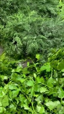 Marketteki süpermarkette taze organik yapraklı yeşil otlarla dolu bir tezgah. Vejetaryen taze otlar dolapta. Dikey. Kapat..