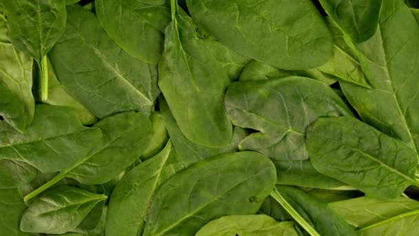 Fresh Organic Spinach Leaves Healthy Lifestyle Vegan Vegetarian Nutrition Background — Video