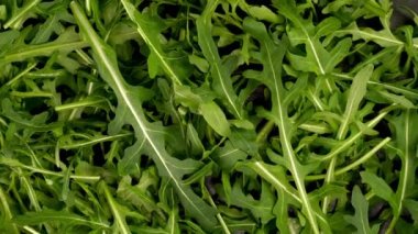 Fresh organic arugula leaves as healthy lifestyle and vegan and vegetarian nutrition background. Ingredient for healthy food cooking. Top view. Close up.