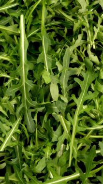 Fresh organic arugula leaves as healthy lifestyle and vegan and vegetarian nutrition background. Ingredient for healthy food cooking. Top view. Vertical. Close up.