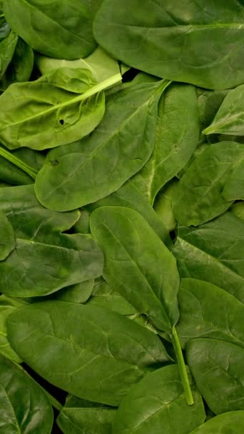 Fresh Organic Spinach Leaves Healthy Lifestyle Vegan Vegetarian Nutrition Background — Stock videók