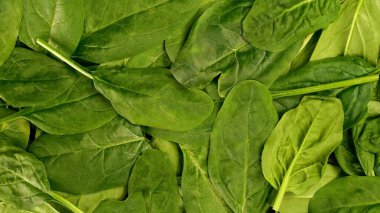 Fresh organic spinach leaves as healthy lifestyle and vegan and vegetarian nutrition background. Ingredient for healthy food cooking. Top view. Close up.