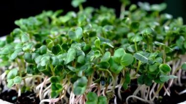 Sağlıklı beslenmek için mikroyeşil taze turp filizleri. Küçük yeşil filizler organik turp bitkisi yavaşça döner. Kapat..