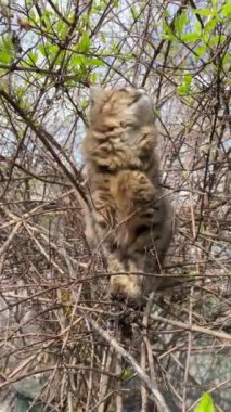 Gri çizgili kedi ağaç dalında oturuyor ve doğal koşullarda etrafa bakıyor. Şehir yaşamındaki doğal ortamdaki vahşi ya da evcil hayvanlar. Dikey. Kapat..